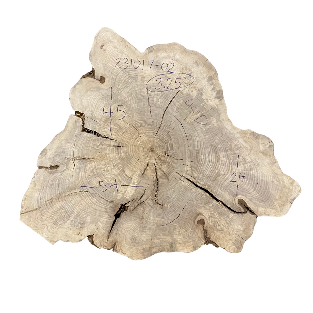 American Elm Cookie 231017-02