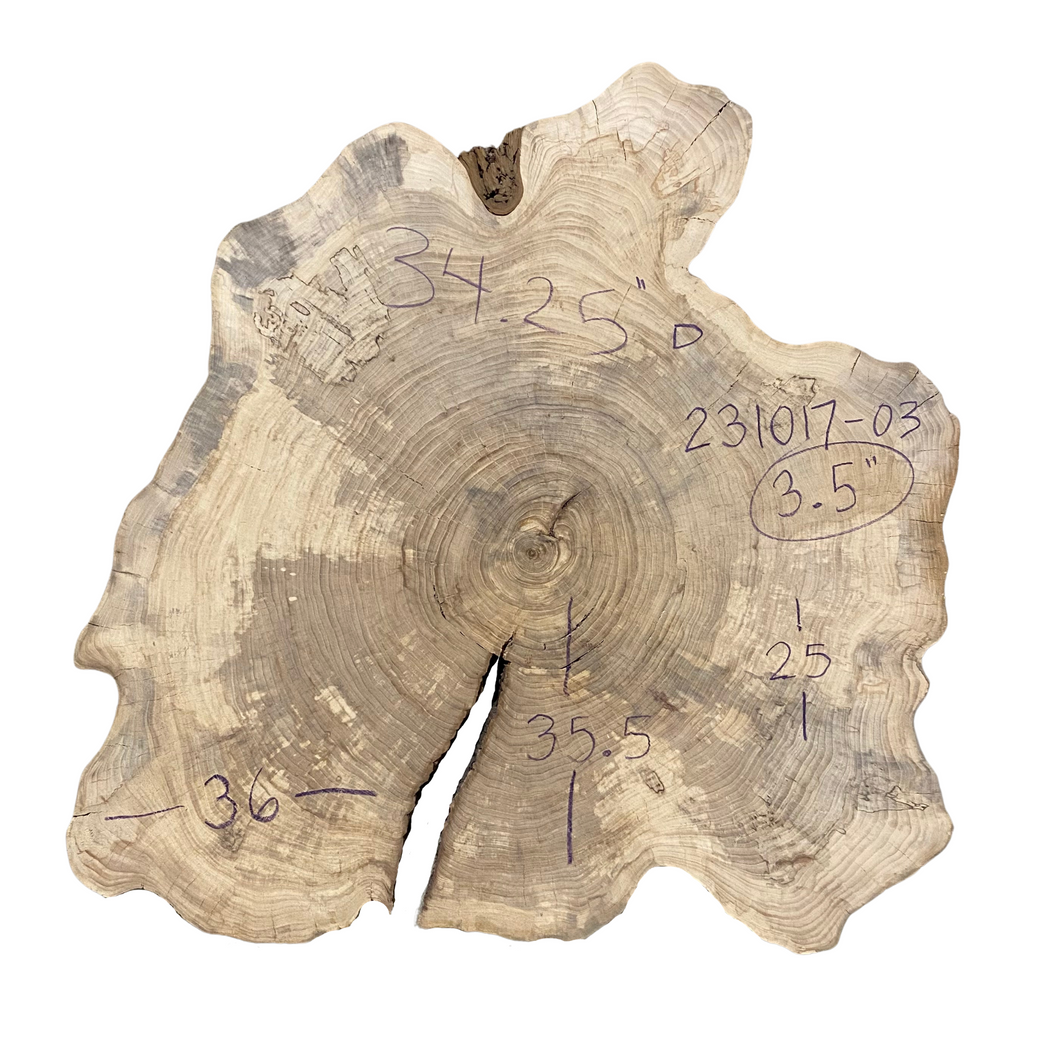 American Elm Cookie 231017-03