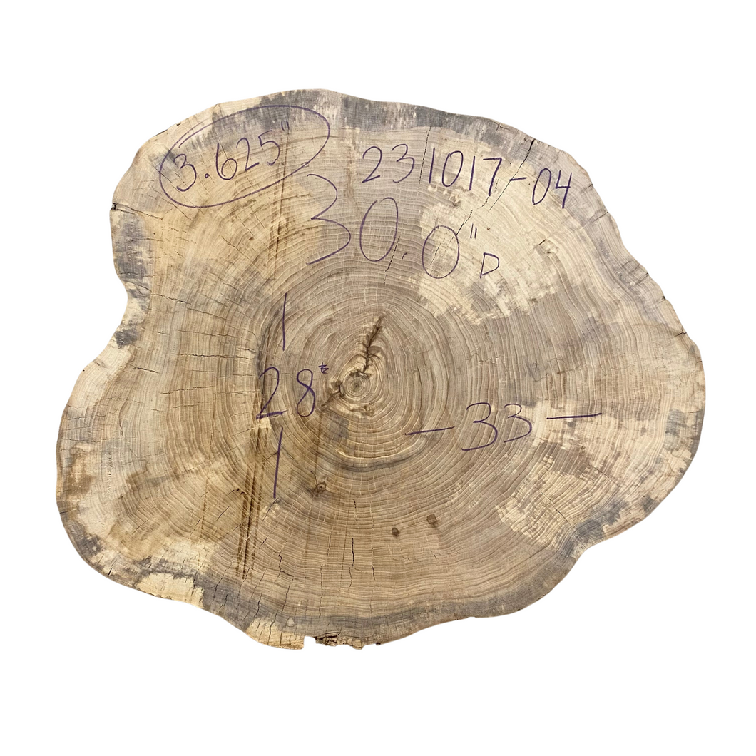 American Elm Cookie 231017-04