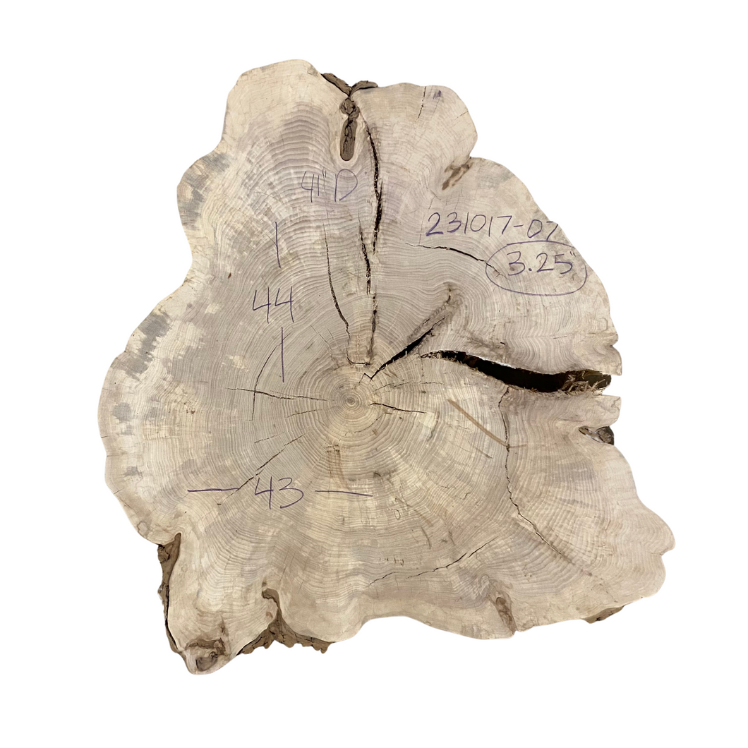 American Elm Cookie 231017-07