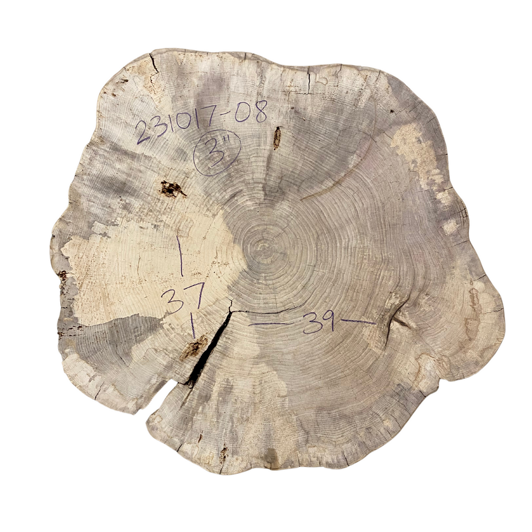 American Elm Cookie 231017-08