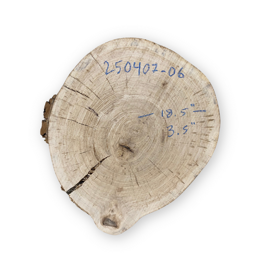 18" American Elm Cookie