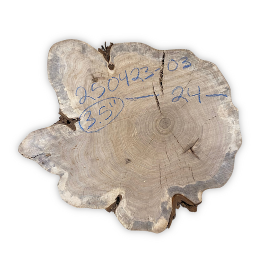 24" American Elm Cookie
